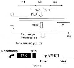 Полипептид актинии, обладающий анальгетическим действием (патент 2368621)