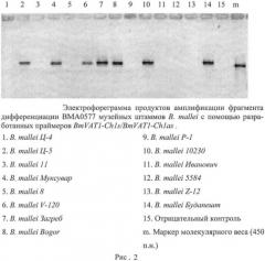 Олигонуклеотидные праймеры для генотипирования b.mallei методом полимеразной цепной реакции (патент 2478714)