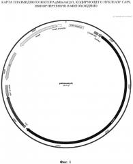 Генетическая конструкция pmitoascpf1, кодирующая нуклеазу ascpf1 с детерминантной импорта в митохондрии клеток человека (патент 2662994)