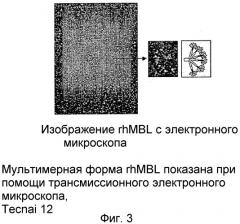 Способ массового производства мультимерного маннозосвязывающего лектина (патент 2350654)