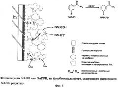 Фотобиокатализатор для получения восстановленных форм никотинамидных коферментов nadh или nadph и фотокаталитический способ получения nadh или nadph (патент 2416644)