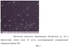 Способ получения ковеллита с использованием сульфатредуцирующих бактерий, устойчивых к меди (патент 2426783)