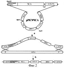 Препарат рекомбинантного человеческого сывороточного альбумина и способ его получения (патент 2337966)