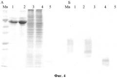 Рекомбинантный штамм vv-gmcsf-s1/3 вируса осповакцины, продуцирующий секретируемый гранулоцитарно-макрофагальный колониестимулирующий фактор человека (патент 2565544)