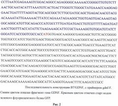 Генетическая конструкция, содержащая hgdnf под контролем температурочувствительного промотора для регулируемой экспрессии нейротрофического фактора как в клетках, так и непосредственно в организме млекопитающих (патент 2527169)