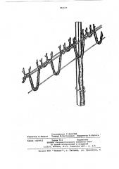 Краснодарский способ формирования виноградного куста (патент 884626)