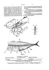 Устройство для разделки рыбы семейства макрели на филе или обезглавленную, потрошеную с раскрытой брюшной полостью и удаленной пластинчатой чешуей рыбу (патент 1667619)