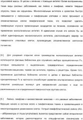 Специфические антитела человека для избирательной терапии рака (патент 2316564)