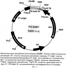 Рекомбинантная плазмидная днк pes6-1, кодирующая полипептид интерферон бета-1b человека, и штамм escherichia coli bdees6 - продуцент рекомбинантного интерферона бета-1b человека (патент 2261913)