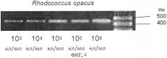Способ видовой дифференциации жизнеспособных родококков, иммобилизованных в гелевом носителе (патент 2525934)
