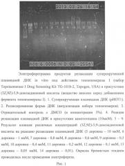 Способ получения (5z,9z)-5,9-докозадиеновой кислоты, проявляющей ингибирующее действие на человеческую топоизомеразу i (патент 2541795)