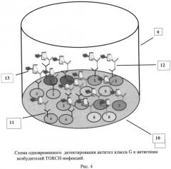 Способ одновременного детектирования антител класса g к антигенам возбудителей torch-инфекций с использованием иммуночипа (патент 2545792)