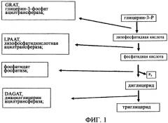 Масло, семена и растения подсолнечника с модифицированным распределением жирных кислот в молекуле триацилглицерина (патент 2337530)