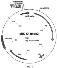 Полинуклеотид, содержащий нуклеотидную последовательность, кодирующую компонент н системы фосфотрансферазы, плазмидный вектор, способ ферментативного получения l-аминокислот, штамм бактерий и полинуклеотид, предназначенный для получения полинуклеотидов, кодирующих продукт гена ptsh (патент 2268938)