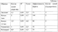 Набор синтетических олигонуклеотидов для детектирования количества копий гена бета-глюкуронидазы в трансгенных растениях (патент 2555542)