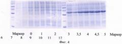 Способ промышленного культивирования штаммов e.coli, полученных на основе штамма bl21(de3), несущего ген t7 rna полимеразы под контролем lacuv5 промотора, с повышенным синтезом биомассы и выходом целевого белка в тельцах включения (патент 2473683)