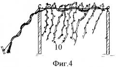 Способ ведения виноградных кустов (патент 2362297)