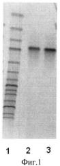 Рекомбинантный штамм бактерий bacillus subtilis - продуцент фосфолипазы с (патент 2500811)