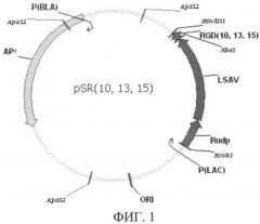 Слитный белок, специфически узнающий меланомные клетки (патент 2535878)