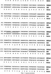 Ген hgfopt фактора роста гепатоцитов (патент 2385936)