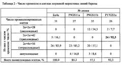 Триплоидная трансгенная линия березы с повышенной скоростью роста (патент 2616288)