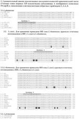 Способ видовой идентификации лактобацилл l.casei/paracasei, l.fermentum, l.plantarum и l.rhamnosus (патент 2508406)