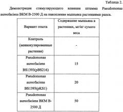 Способ получения растительно-микробных ассоциаций для фиторемедиации на основе микроразмножаемых растений и плазмидосодержащих ризосферных бактерий (патент 2443771)