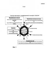 Модификация рекомбинантного аденовируса иммуногенными эпитопами белка circumsporozoite плазмодия (патент 2585228)