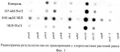 Способ стабилизации транскрипции хлоропластных генов рапса в условиях хлоридного засоления (патент 2514641)