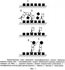 Способ иммуноферментного определения антигенов (патент 2303783)