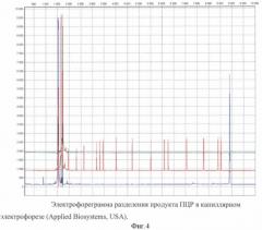 Способ определения гаплотипического полиморфизма участка аутосомной днк индивидуума (патент 2432398)