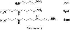 (r)- и (s)-изомеры 3-метилспермидина (патент 2558952)