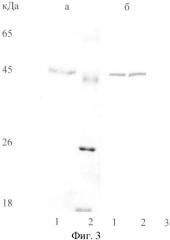 Рекомбинантная плазмидная днк psc13d6, содержащая ген одноцепочечного антитела против вируса клещевого энцефалита, и штамм бактерий escherichia coli bl21(de3)/psc13d6 - продуцент одноцепочечных антител против вируса клещевого энцефалита, обладающих вируснейтрализующими свойствами (патент 2378378)