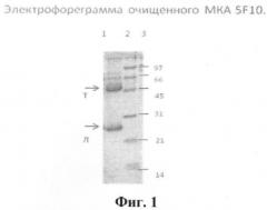 Штамм гибридных клеток животного mus musculus l. 5f10 - продуцент моноклональных антител, используемых для выявления белка рр65 цитомегаловируса человека (патент 2393219)