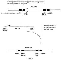 Способ получения l-аминокислот с использованием бактерии, принадлежащей к роду escherichia, содержащей неактивный ген gadb (патент 2264457)