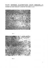 Штамм гибридных культивируемых клеток животных mus musculus α - продуцент моноклональных антител, специфичных к раково-тестикулярному антигену человека gage (патент 2652885)