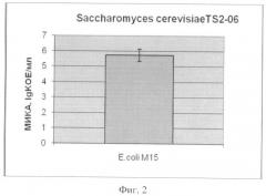 Штамм saccharomyces cerevisiae ts2-06, используемый для изготовления бактериальных препаратов и производства жидкой молочнокислой закваски в качестве продукта питания лечебно-профилактического назначения (патент 2391394)