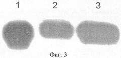 Ген vegfopt фактора роста эндотелия сосудов человека (патент 2385937)