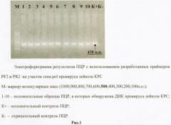 Способ диагностики лейкоза крупного рогатого скота методом полимеразной цепной реакции (патент 2445370)