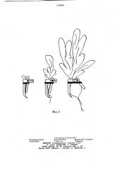 Устройство для закрепления растений при бессубстратной культуре (патент 1155195)