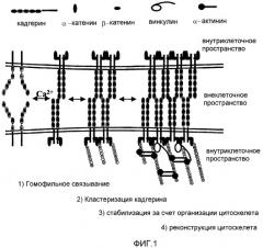 Селективные антагонисты r-кадгерина и способы (патент 2349598)