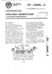 Устройство для сортировки плодов (патент 1191057)