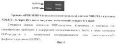 Генетически модифицированная линия фибробластов мыши nih/3т3-174 (патент 2396343)