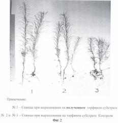 Способ получения торфяного субстрата для посадочного материала лесных культур (патент 2365569)