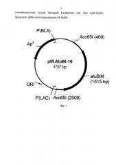 Рекомбинантный штамм бактерий escherichia coli n16 (pm.alubi) - продуцент днк-метилтрансферазы m.alubi (патент 2603086)