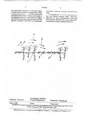 Способ выращивания сельскохозяйственных культур (патент 1782382)