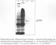 Рекомбинантный штамм escherichia coli zv1 - носитель клонированной последовательности хромосомной днк burkholderia pseudomallei, детерминирующей синтез белка 32 kda и резистентность к пефлоксацину и стрептомицину (патент 2280688)