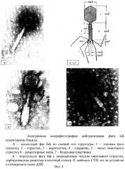 Способ трансдукции bacillus anthracis и близкородственных бацилл (патент 2287579)