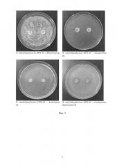 Штамм бактерий bacillus amyloliquefaciens ops-32 для получения биопрепарата комплексного действия для защиты сельскохозяйственных растений от фитопатогенных грибов, стимуляции их роста и повышения урожайности (патент 2625977)