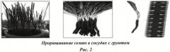 Способ определения биоактивности почв, грунтов, вод, отходов, препаратов на основе гуминовых веществ (патент 2460071)